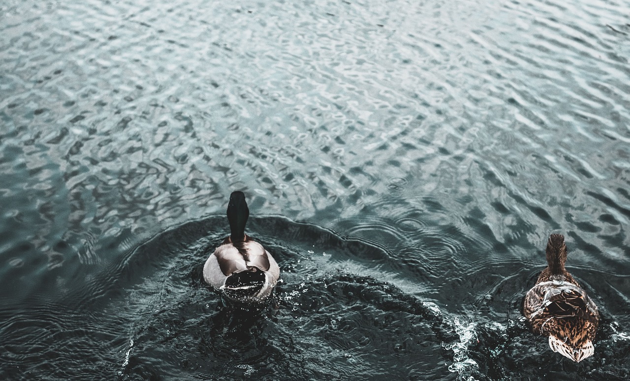 duck swan bird free photo