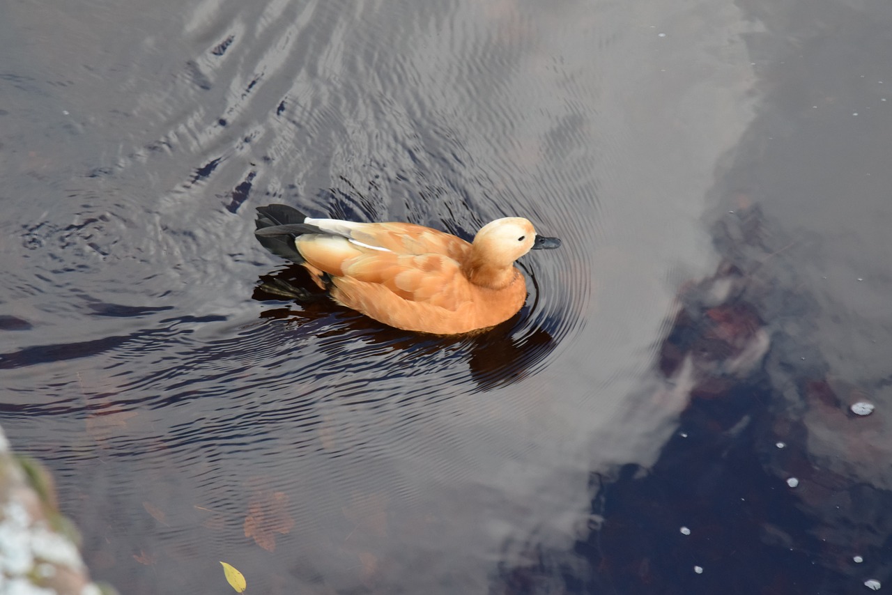 duck orange water free photo