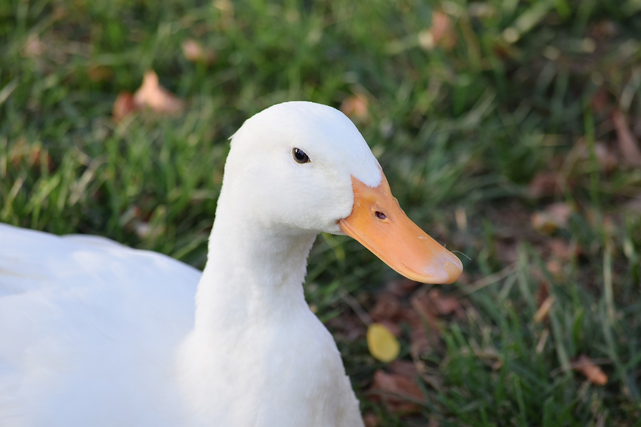 duck white ducks free photo