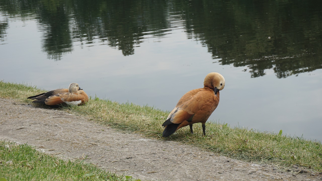 duck animals bird free photo