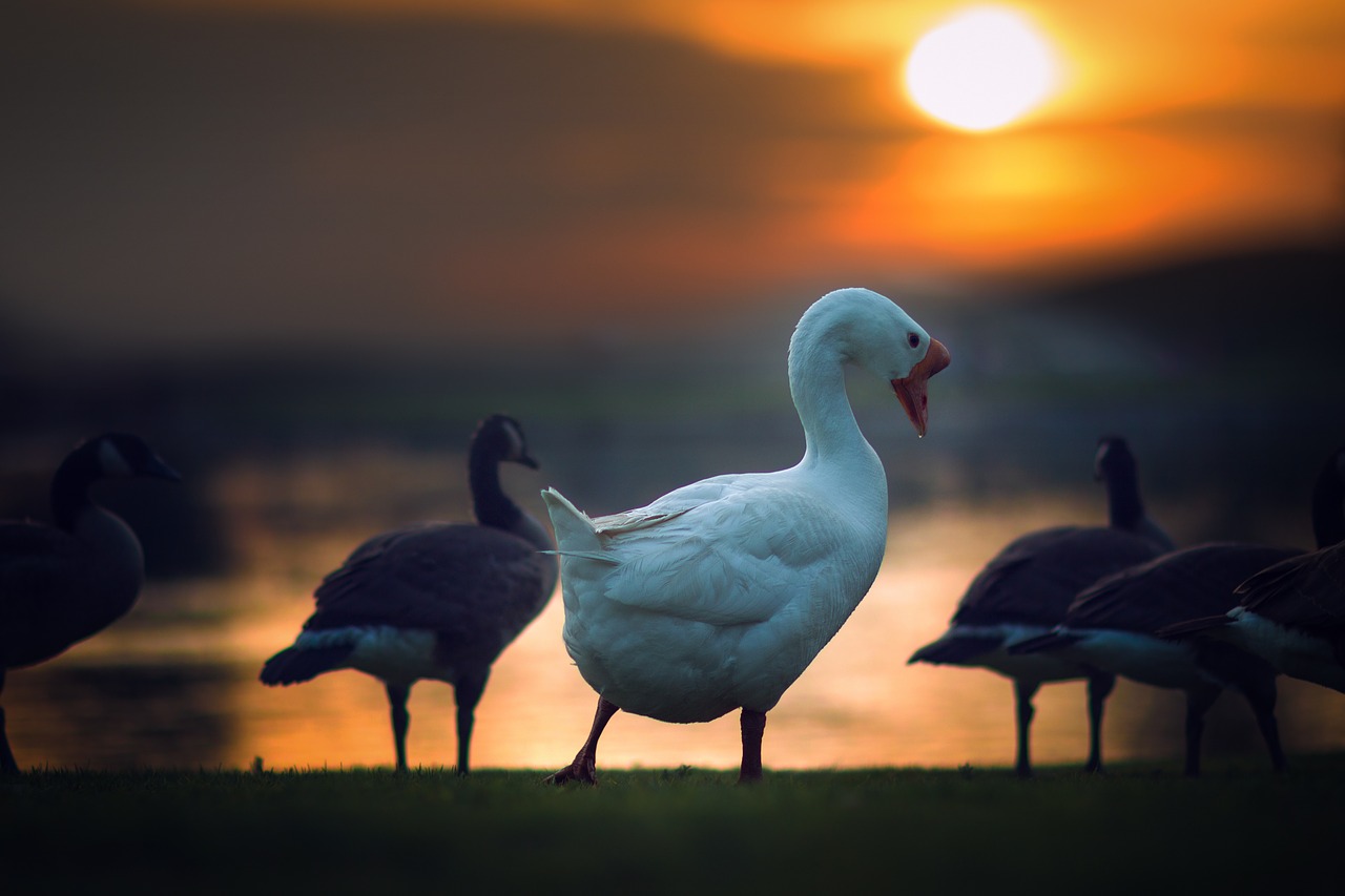 duck animal bird free photo