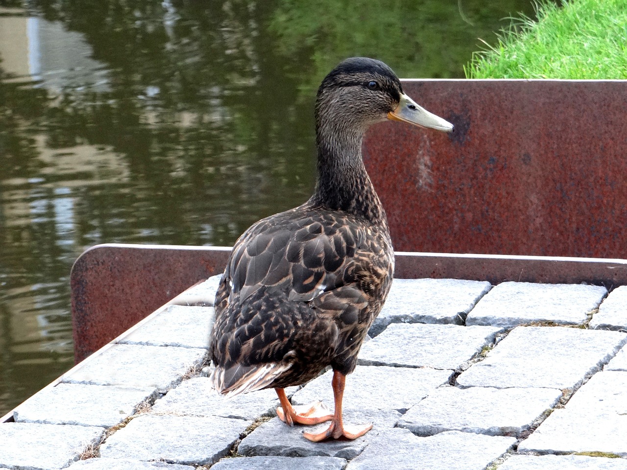 duck water bird water free photo