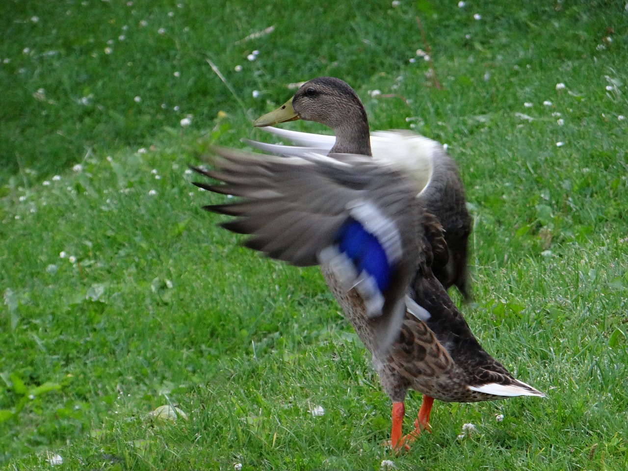 duck water bird water free photo