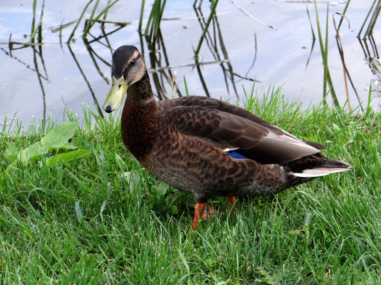 duck water bird water free photo