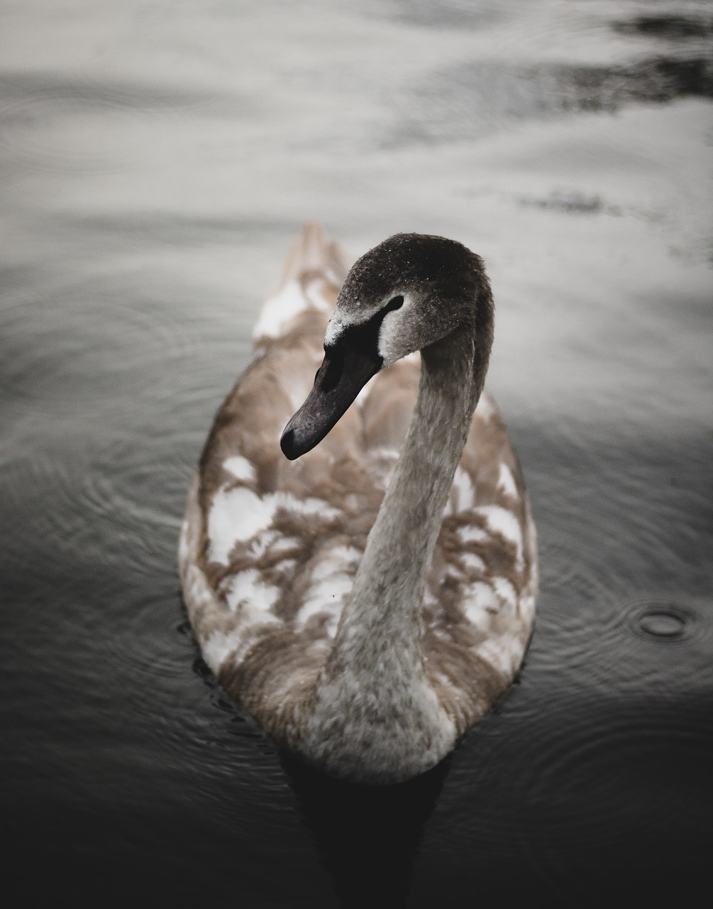 duck swan bird free photo