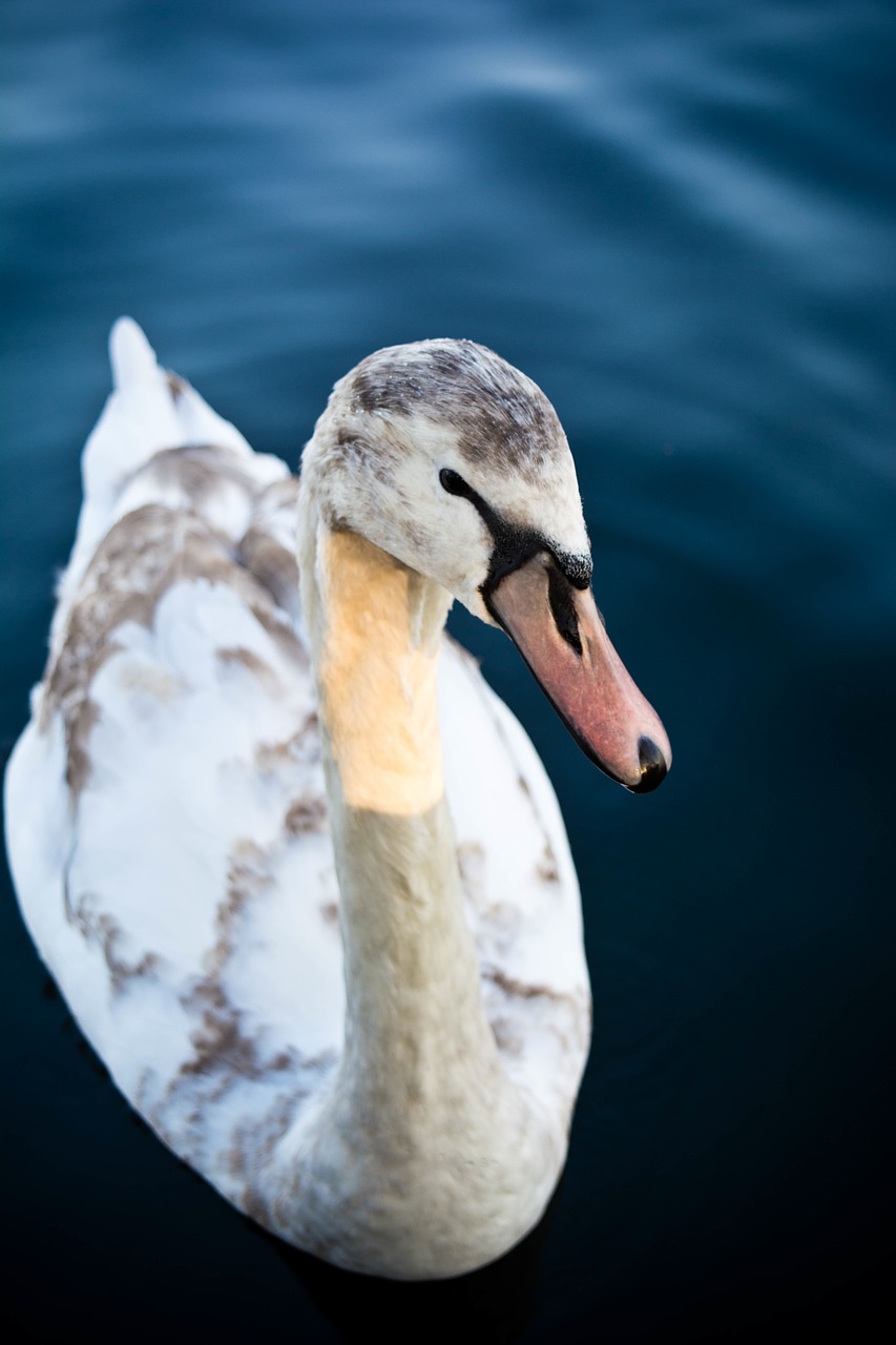 duck bird animal free photo