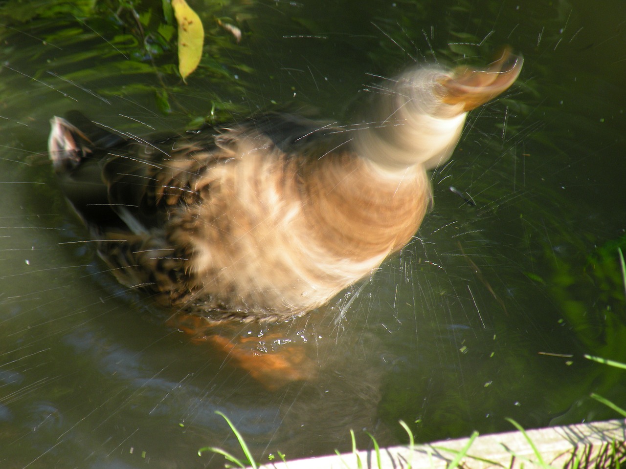 duck drop of water shake free photo