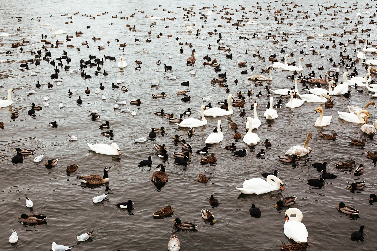 duck animal swimming free photo