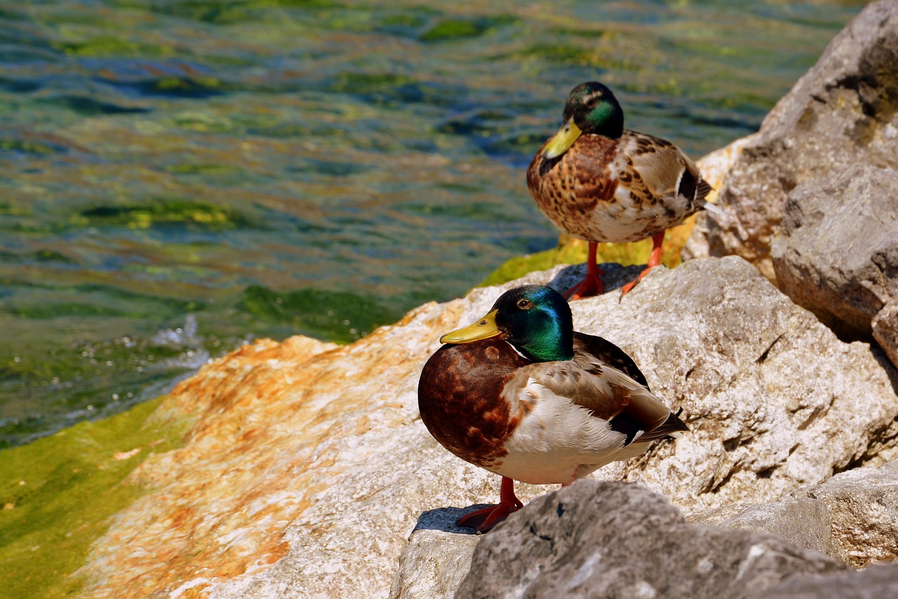 duck stone lake free photo