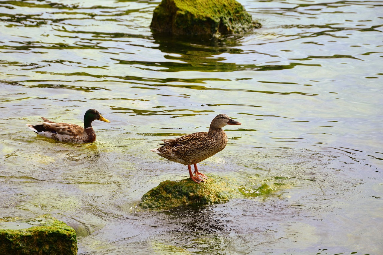 duck swim rest free photo