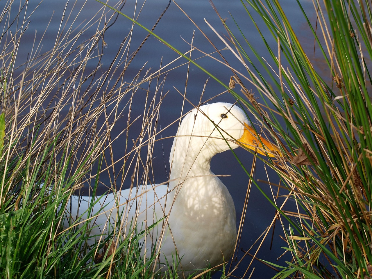 duck bird animal free photo