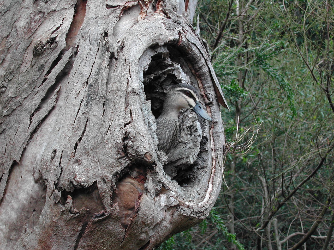 duck animal wildlife free photo