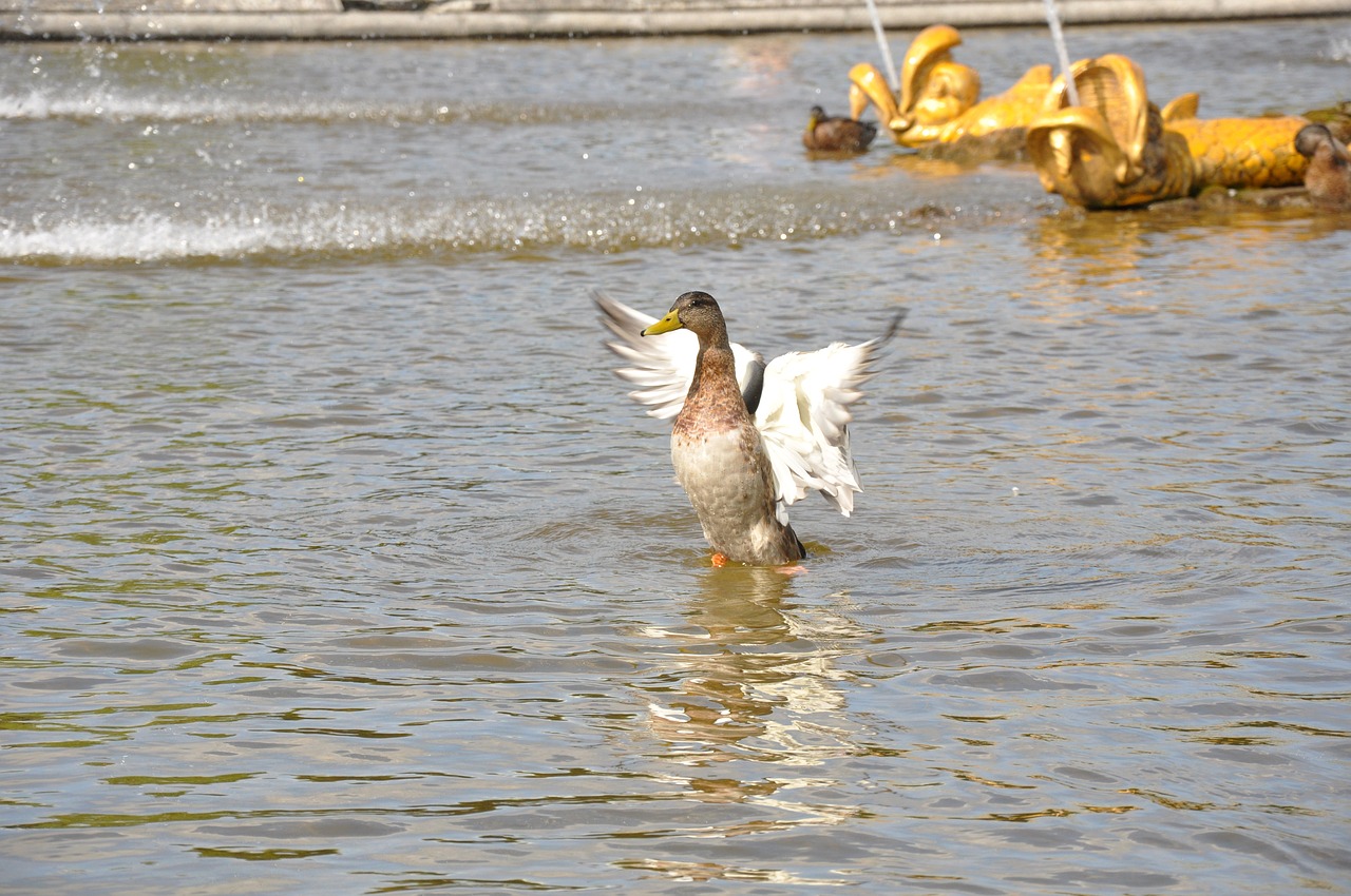 duck fountain water free photo