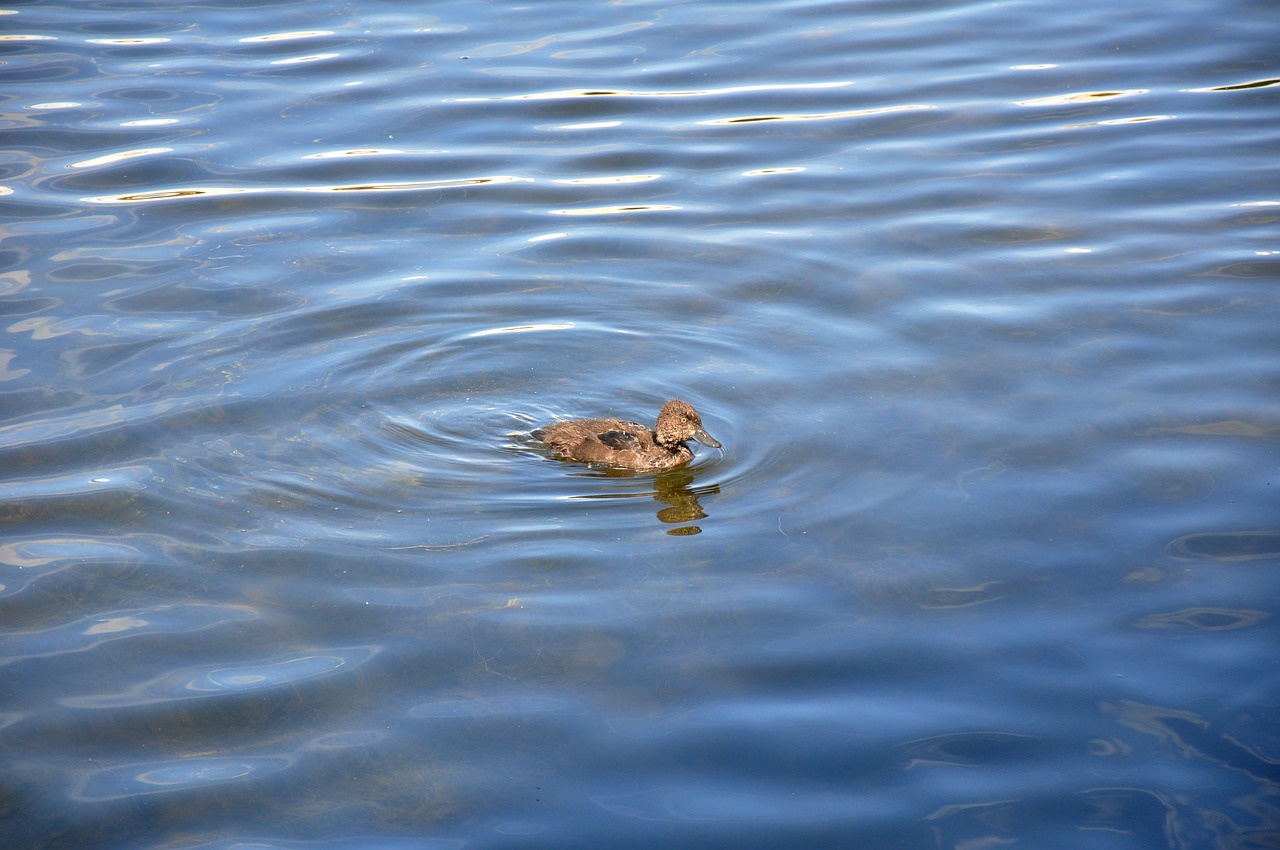 duck little duckling water free photo