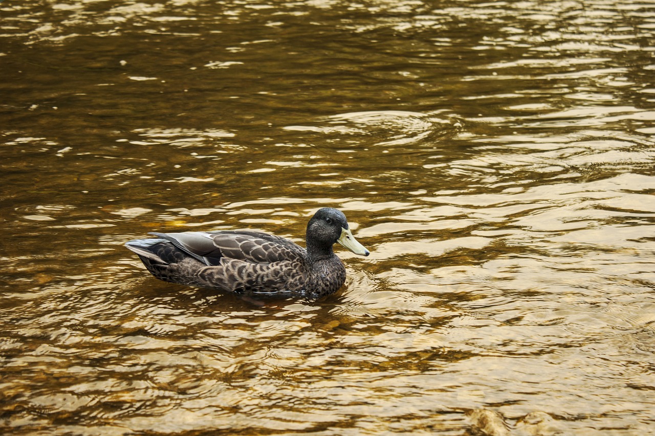 duck water background free photo