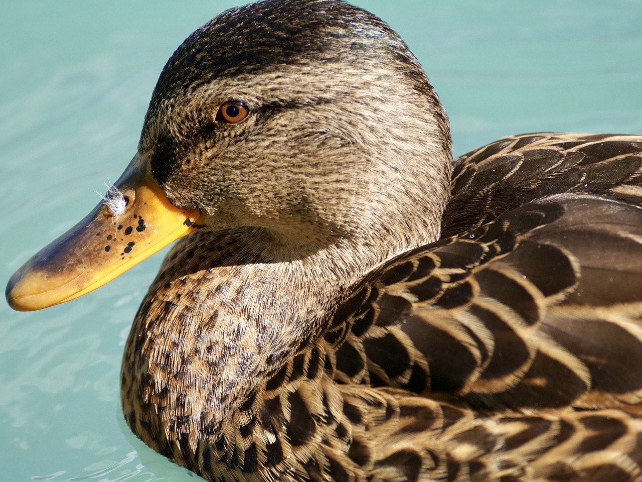 duck schwimmvogel water bird free photo