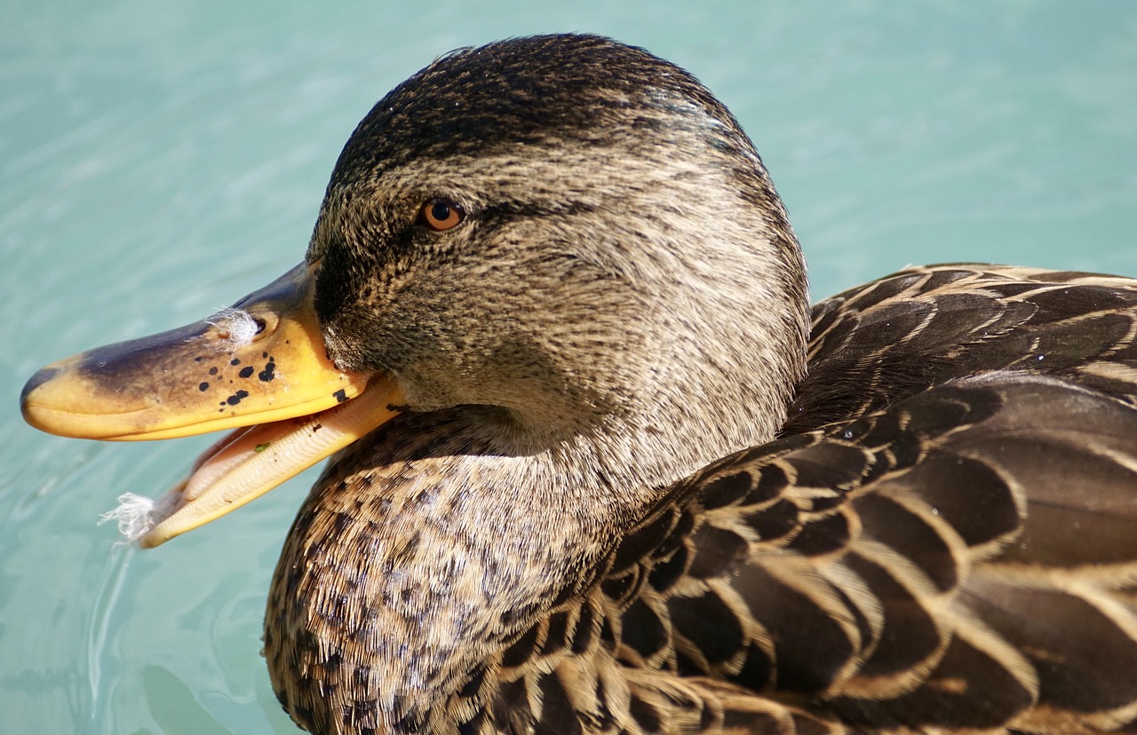 duck schwimmvogel water bird free photo