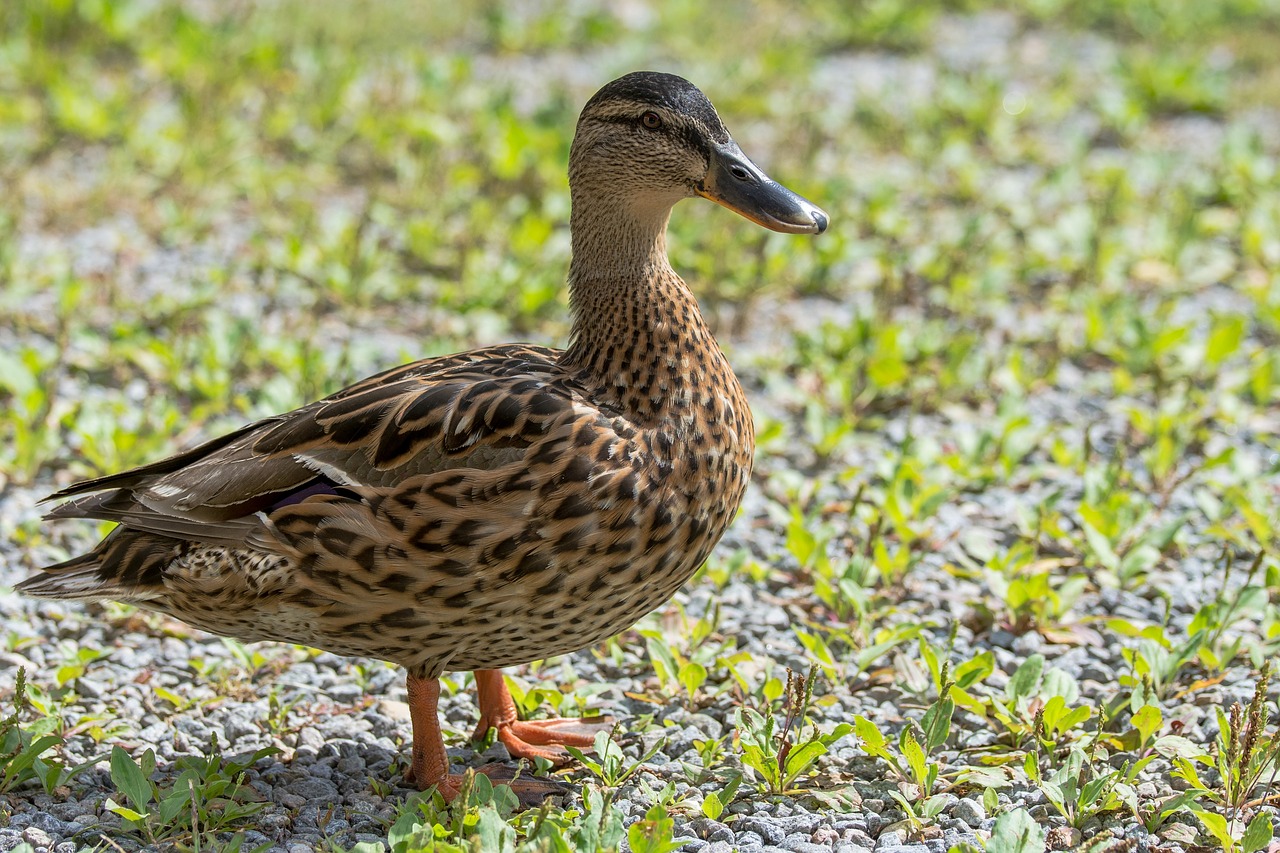 duck bird animal free photo