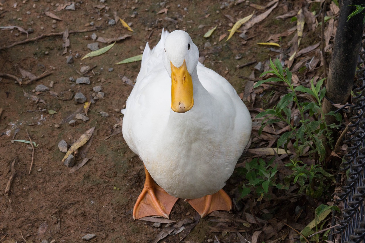 duck bird white free photo