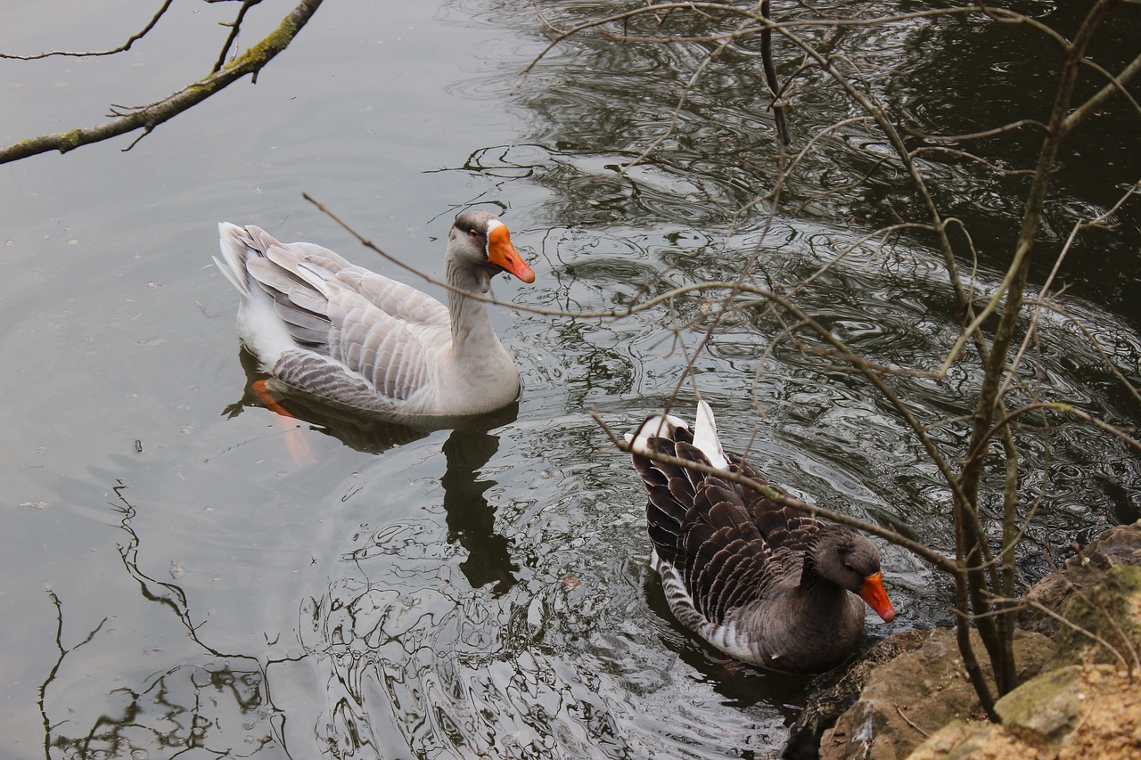 duck lake istanbul free photo