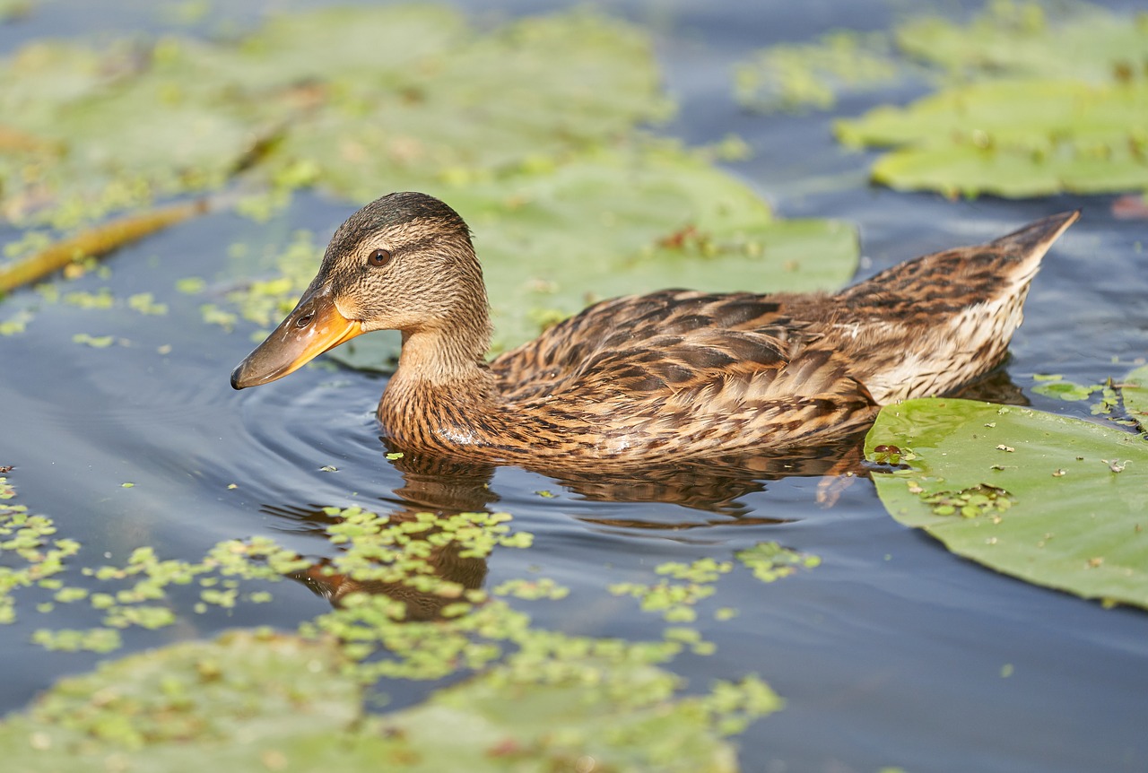 duck pond water bird free photo
