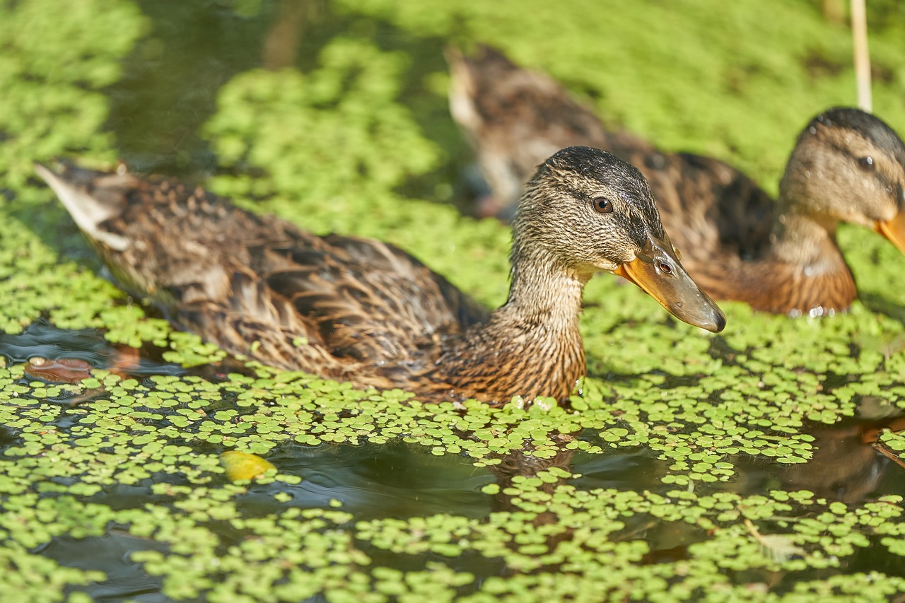 duck pond water bird free photo