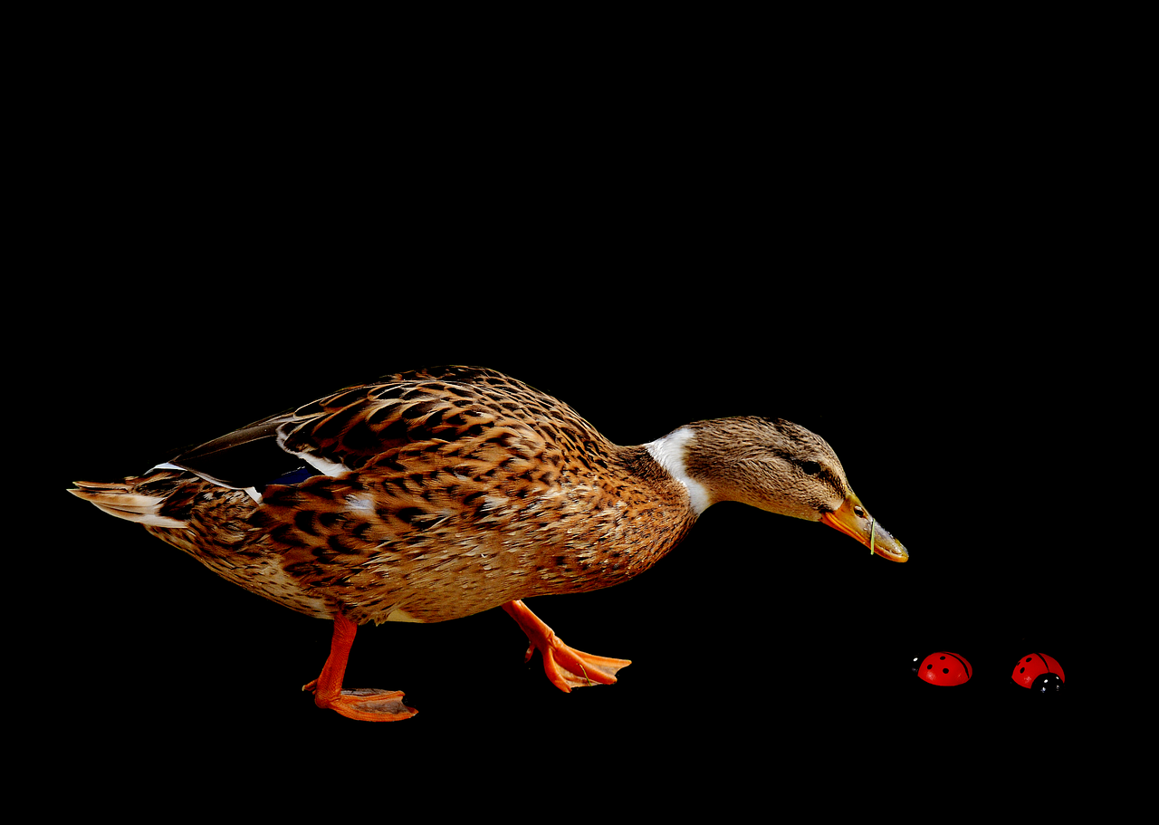 duck water bird poultry free photo