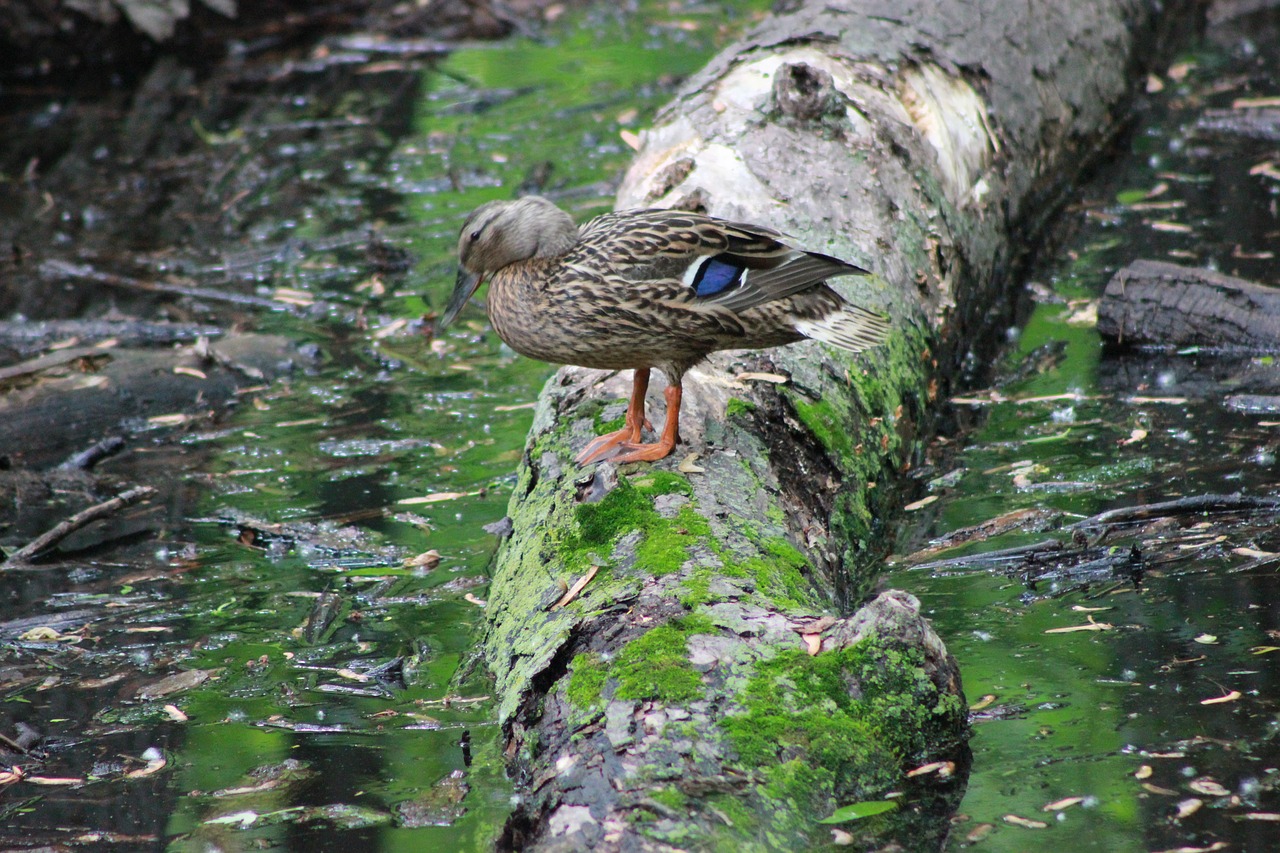 duck mallard pond free photo