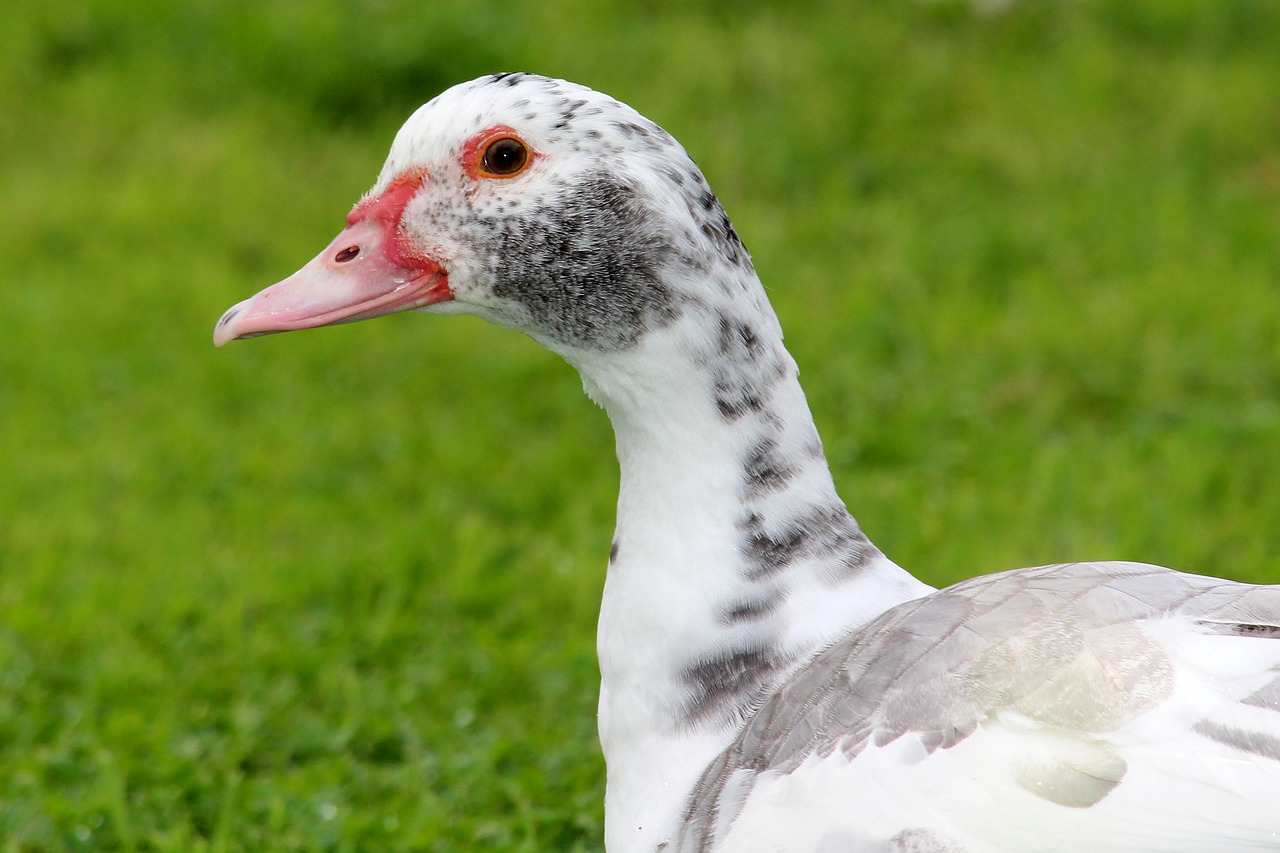 duck speckled white free photo