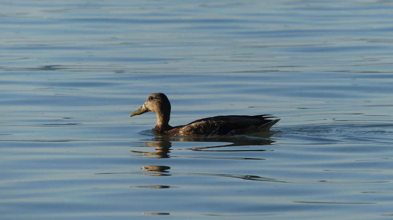 duck mallard water bird free photo