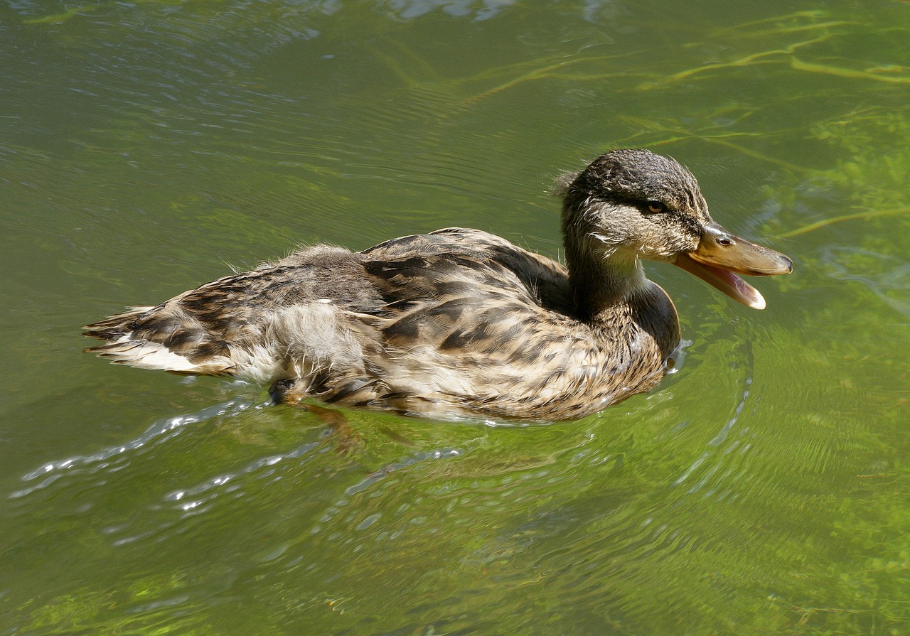 duck mallard mallard female free photo