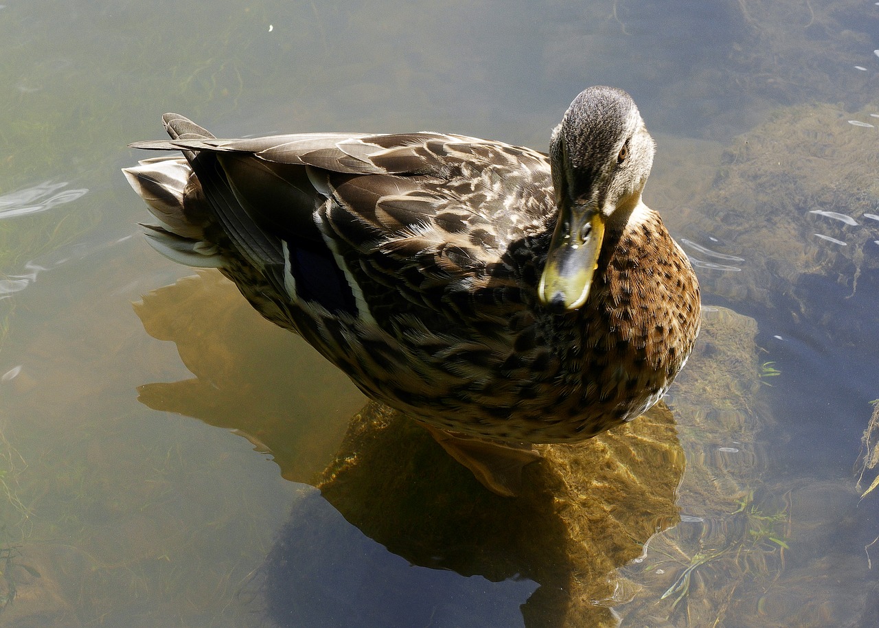duck mallard mallard female free photo