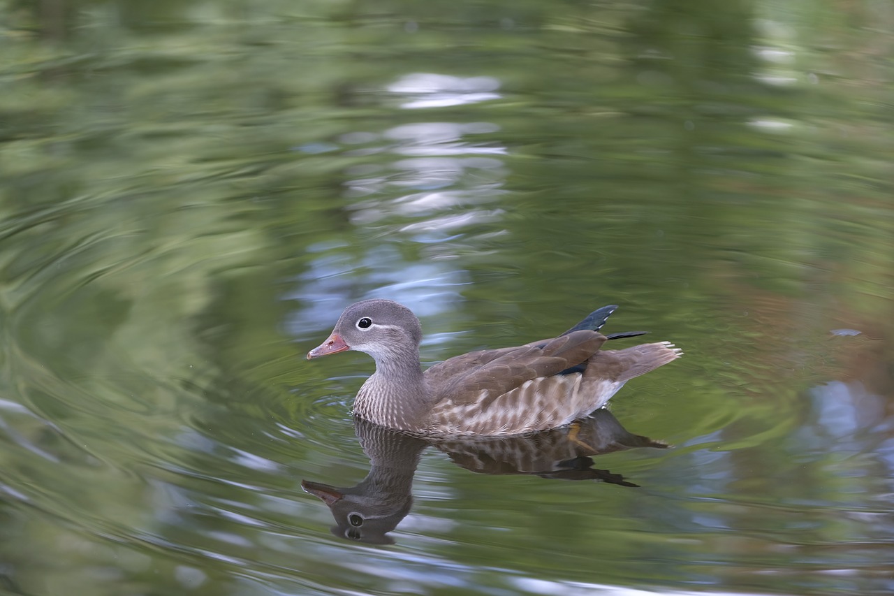 duck bird water bird free photo