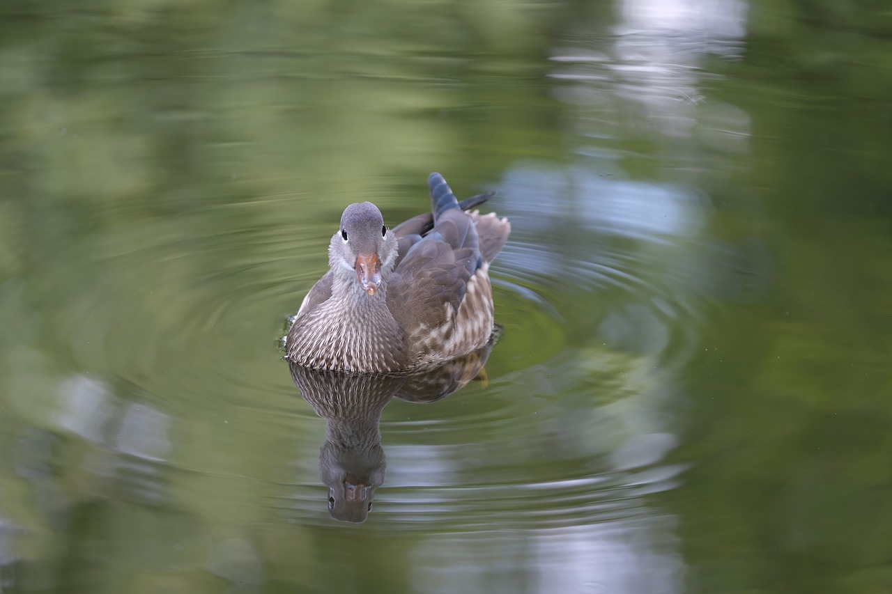 duck bird water bird free photo