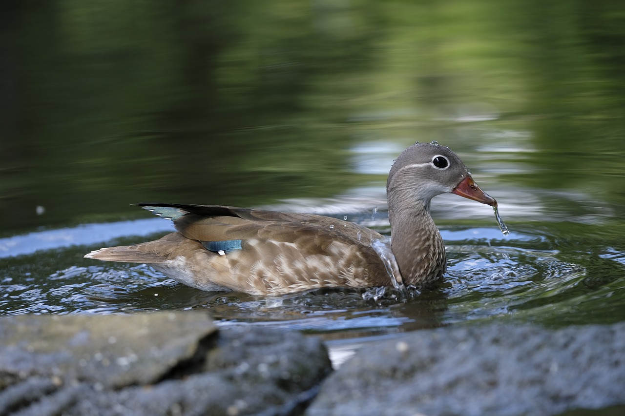 duck bird water bird free photo