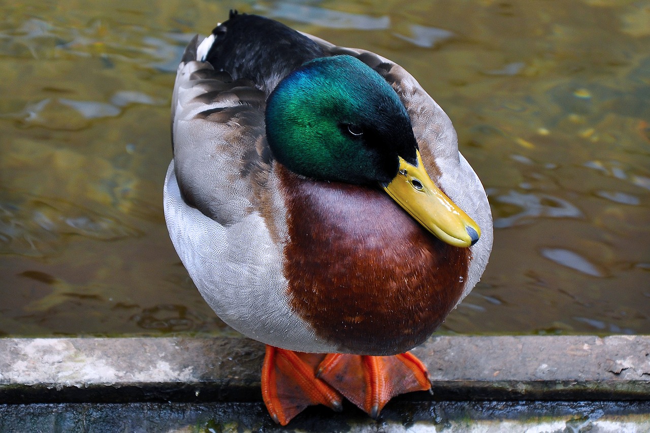 duck water animal free photo