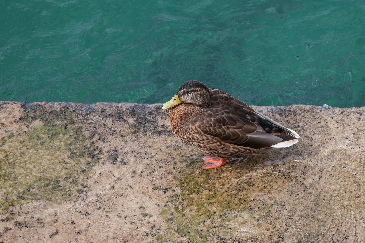 duck bird water free photo