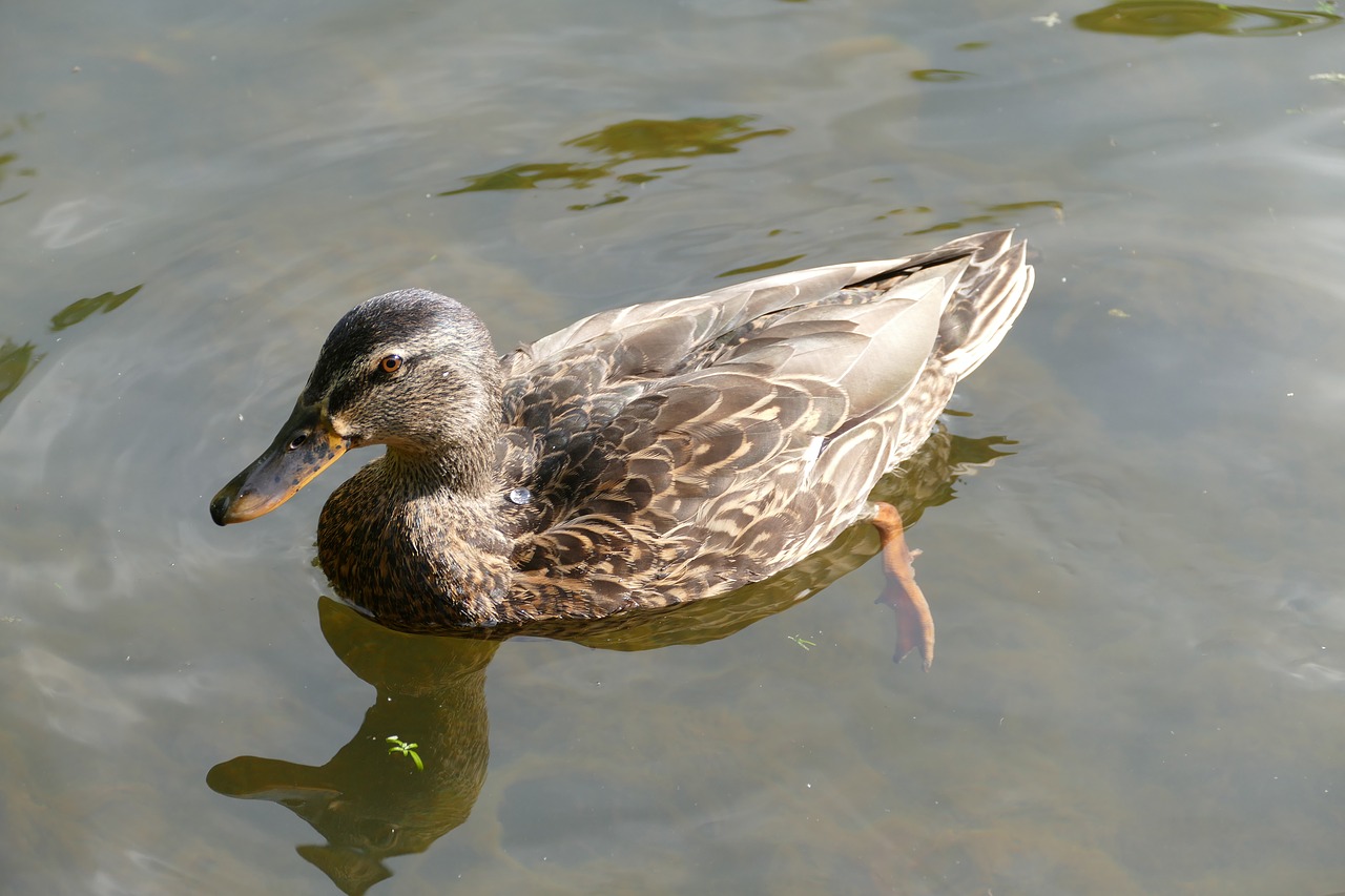 duck water bird schwimmvogel free photo