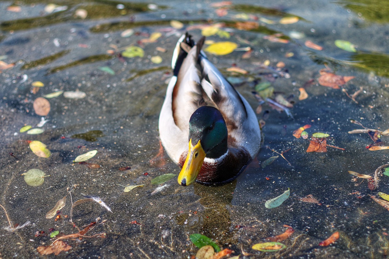 duck bird pond free photo