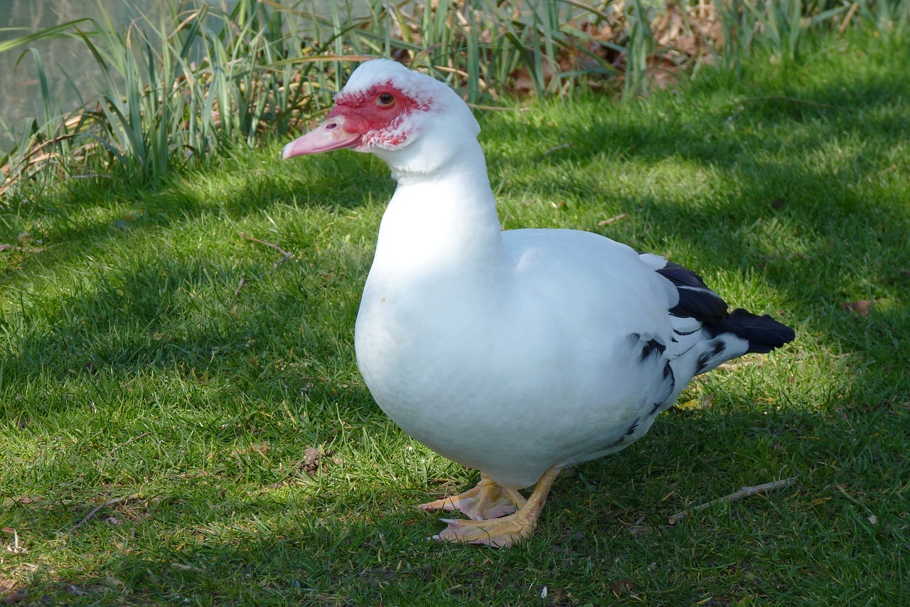 duck nature animal free photo