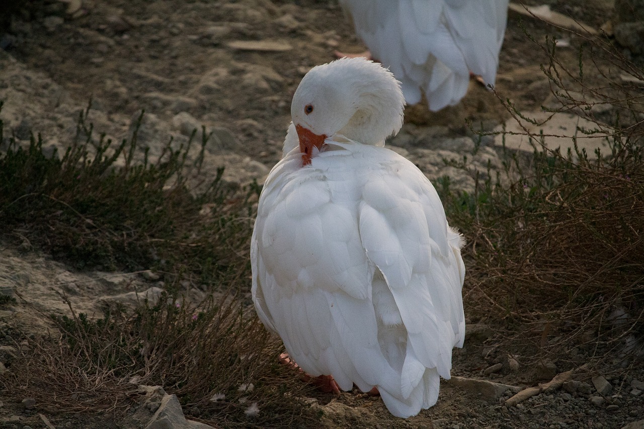 duck nature park free photo