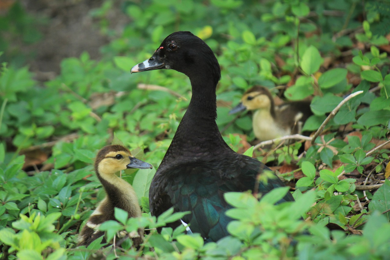 duck duckling nature free photo