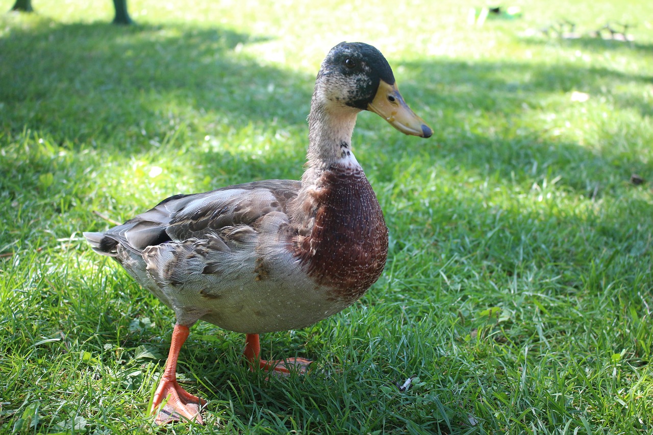 duck mallard bird free photo