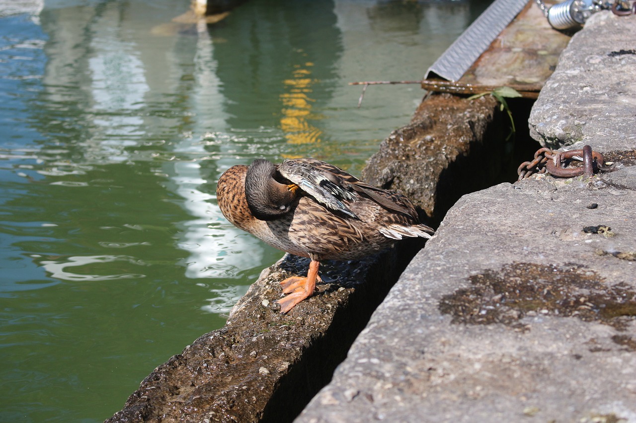 duck mallard bird water bird free photo