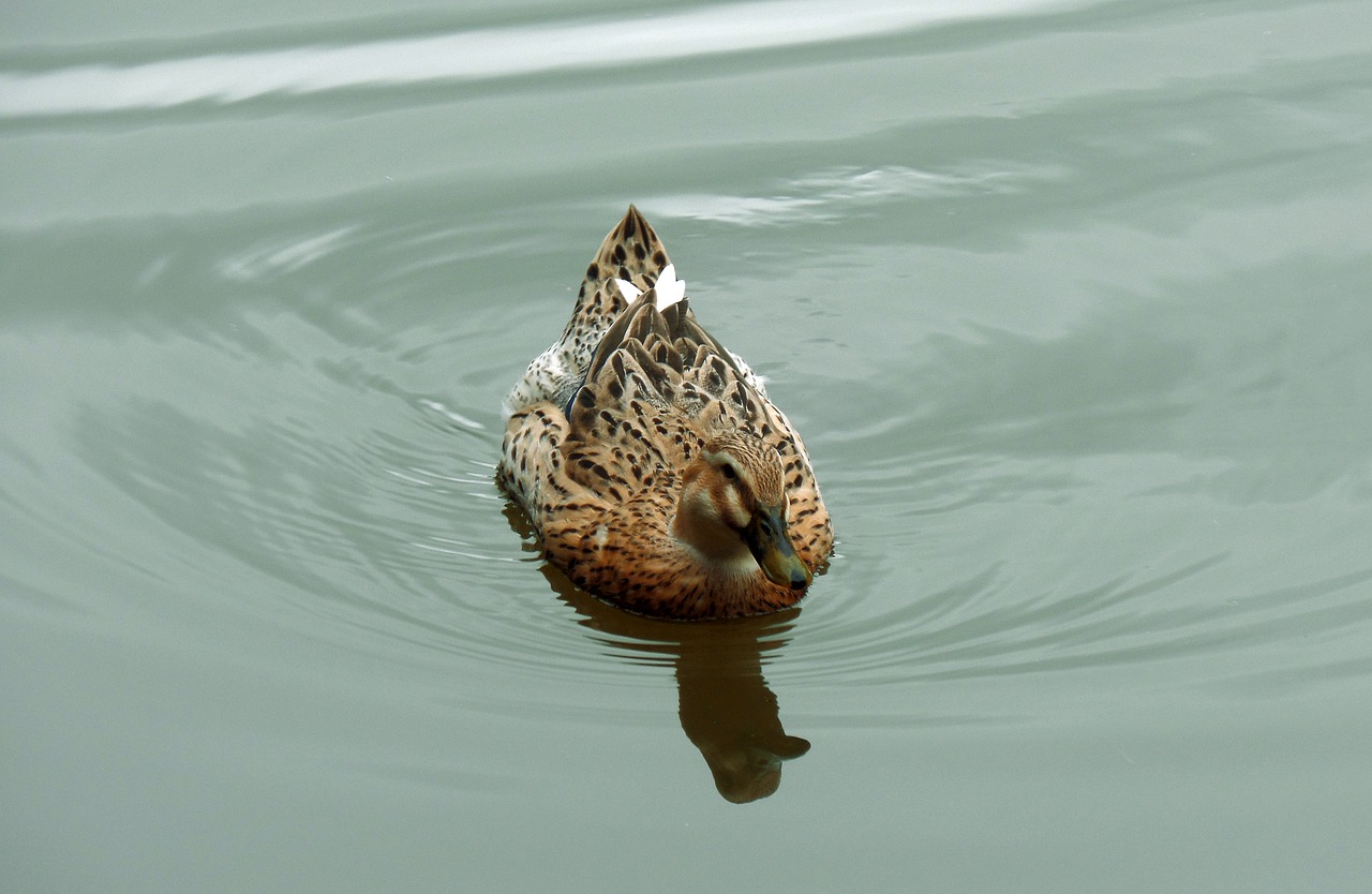 duck pond waterfowl free photo
