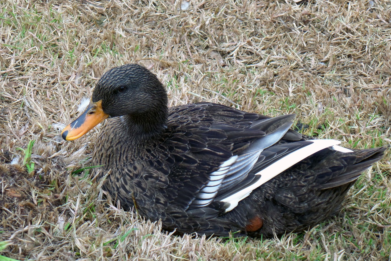 duck ave nature free photo