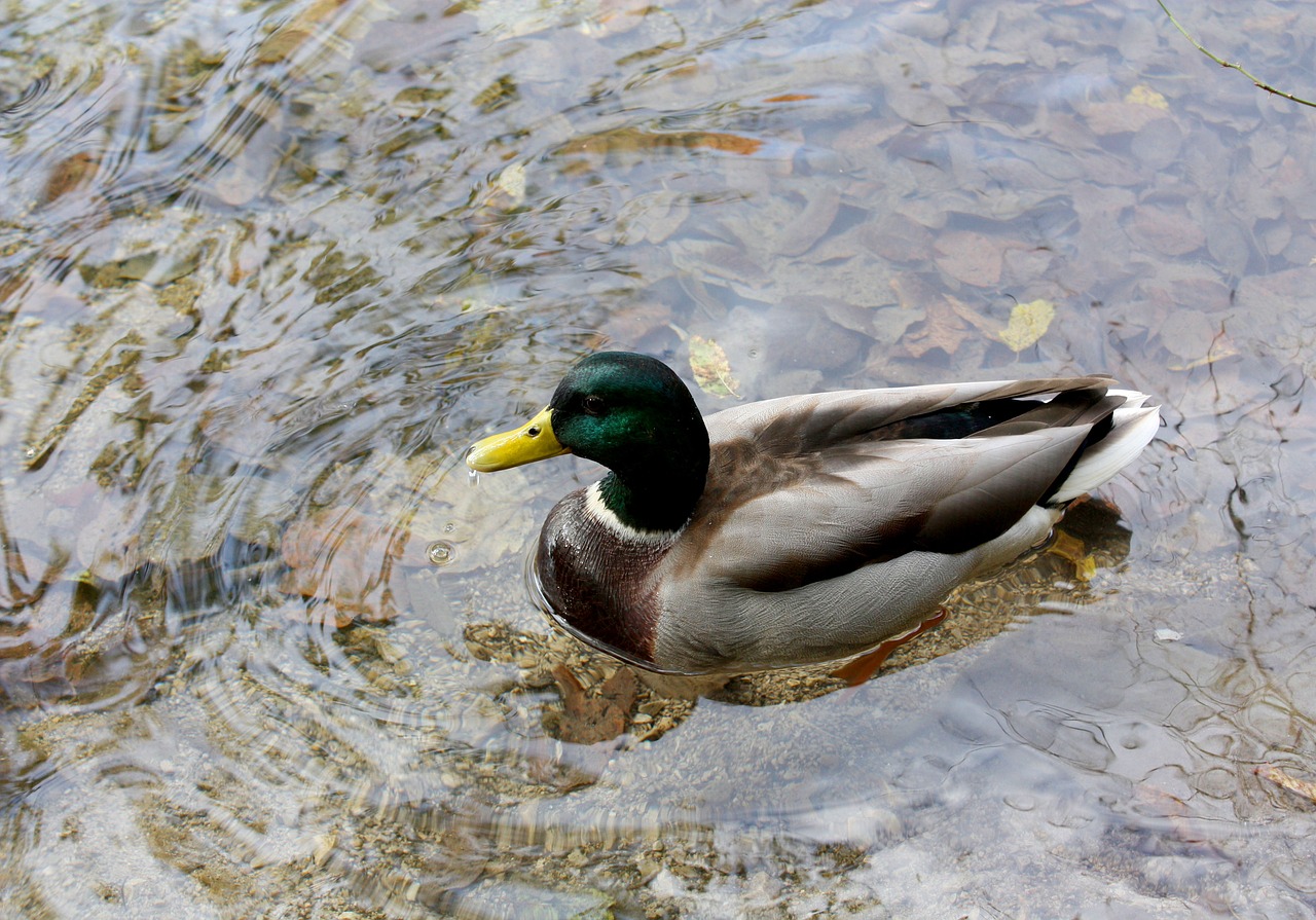 duck wild duck lake free photo