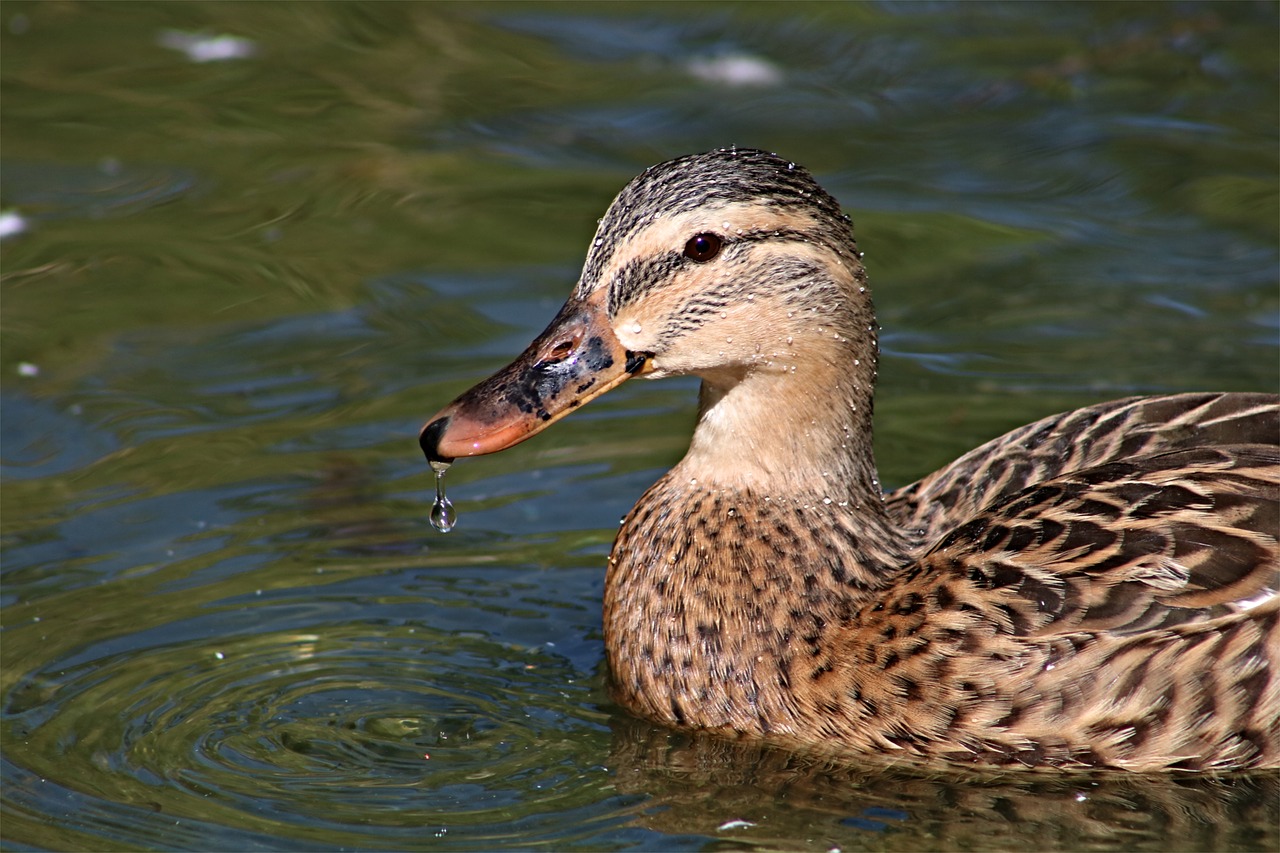 duck animal world nature free photo