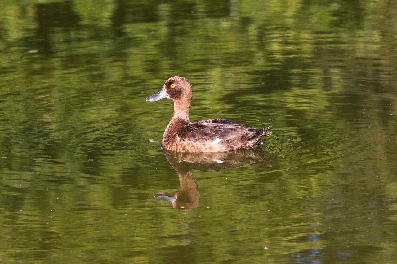 duck lake nature free photo