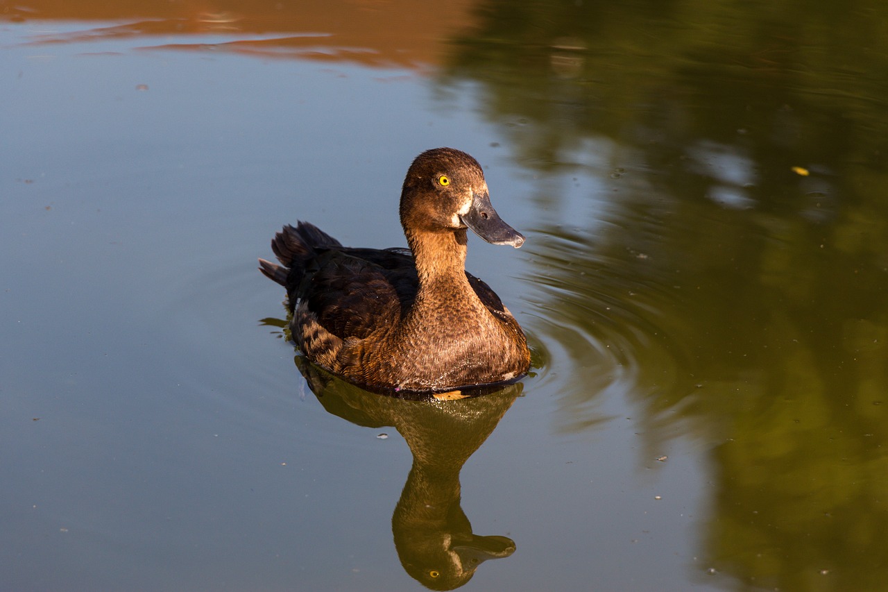 duck lake nature free photo